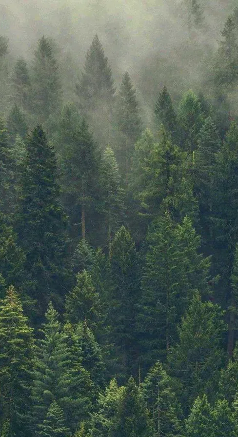 Глэмпинг Лис и Лес