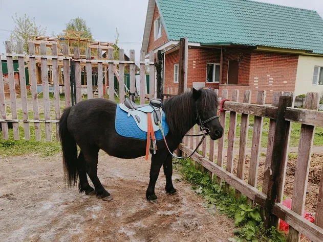 Конный клуб «Малинка»