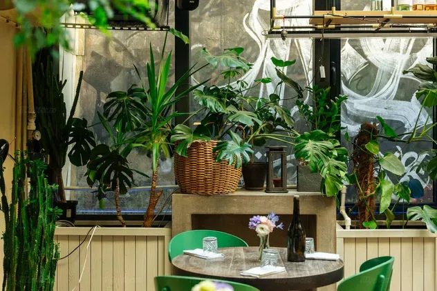 Jungle